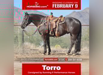 American Quarter Horse, Wałach, 6 lat, 152 cm, Kara