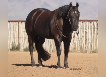 American Quarter Horse, Wałach, 6 lat, 152 cm, Kara