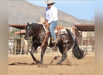 American Quarter Horse, Wałach, 6 lat, 152 cm, Kara