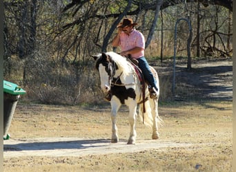 American Quarter Horse, Wałach, 6 lat, 152 cm, Kara