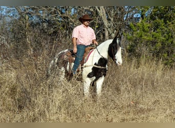 American Quarter Horse, Wałach, 6 lat, 152 cm, Kara