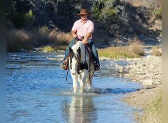 American Quarter Horse, Wałach, 6 lat, 152 cm, Kara