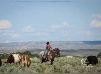 American Quarter Horse, Wałach, 6 lat, 152 cm, Kasztanowatodereszowata