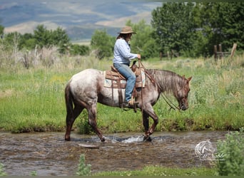 American Quarter Horse, Wałach, 6 lat, 152 cm, Kasztanowatodereszowata