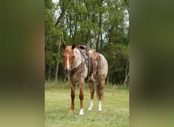 American Quarter Horse, Wałach, 6 lat, 152 cm, Kasztanowatodereszowata