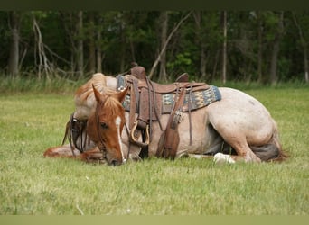 American Quarter Horse, Wałach, 6 lat, 152 cm, Kasztanowatodereszowata