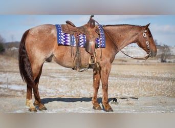 American Quarter Horse, Wałach, 6 lat, 152 cm, Kasztanowatodereszowata