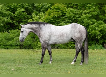 American Quarter Horse, Wałach, 6 lat, 152 cm, Siwa