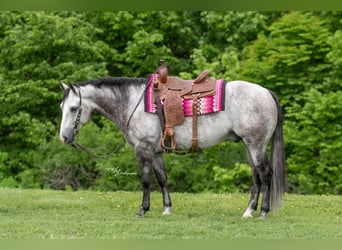 American Quarter Horse, Wałach, 6 lat, 152 cm, Siwa