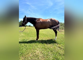 American Quarter Horse, Wałach, 6 lat, 155 cm, Ciemnokasztanowata
