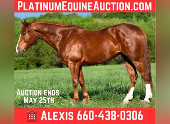 American Quarter Horse, Wałach, 6 lat, 155 cm, Ciemnokasztanowata