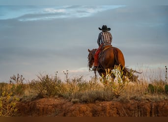 American Quarter Horse, Wałach, 6 lat, 155 cm, Cisawa