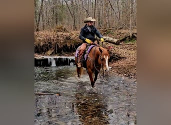 American Quarter Horse, Wałach, 6 lat, 155 cm, Cisawa