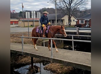 American Quarter Horse, Wałach, 6 lat, 155 cm, Cisawa