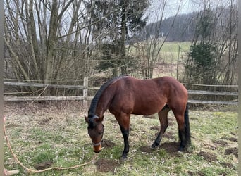 American Quarter Horse, Wałach, 6 lat, 155 cm, Gniada