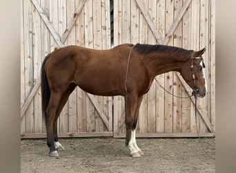 American Quarter Horse, Wałach, 6 lat, 155 cm, Gniada