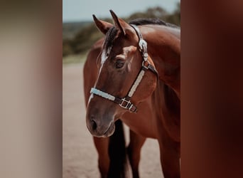 American Quarter Horse, Wałach, 6 lat, 155 cm, Gniada