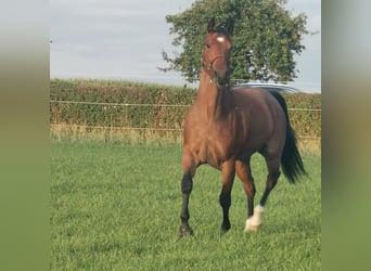 American Quarter Horse, Wałach, 6 lat, 155 cm, Gniadodereszowata