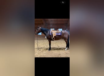 American Quarter Horse, Wałach, 6 lat, 155 cm, Gniadodereszowata