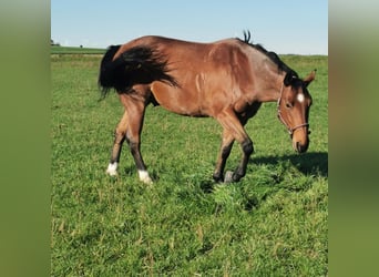American Quarter Horse, Wałach, 6 lat, 155 cm, Gniadodereszowata