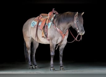 American Quarter Horse, Wałach, 6 lat, 155 cm, Grullo