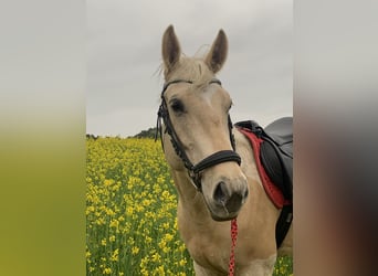 American Quarter Horse Mix, Wałach, 6 lat, 155 cm, Izabelowata