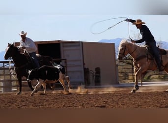 American Quarter Horse, Wałach, 6 lat, 155 cm, Izabelowata