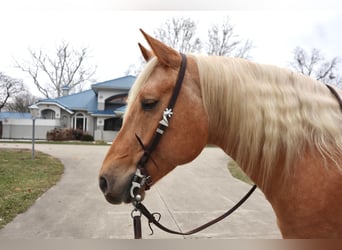 American Quarter Horse, Wałach, 6 lat, 155 cm, Izabelowata