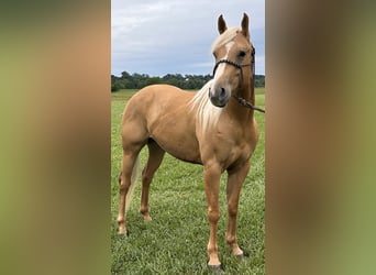 American Quarter Horse, Wałach, 6 lat, 155 cm, Izabelowata