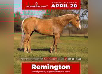 American Quarter Horse, Wałach, 6 lat, 155 cm, Izabelowata