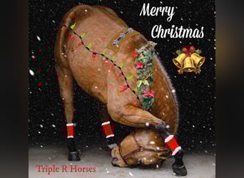 American Quarter Horse, Wałach, 6 lat, 155 cm, Jelenia