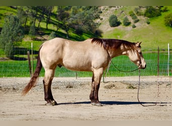 American Quarter Horse, Wałach, 6 lat, 155 cm, Jelenia