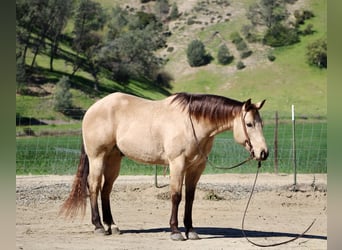 American Quarter Horse, Wałach, 6 lat, 155 cm, Jelenia