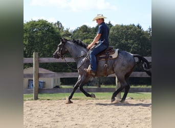 American Quarter Horse, Wałach, 6 lat, 155 cm, Karodereszowata