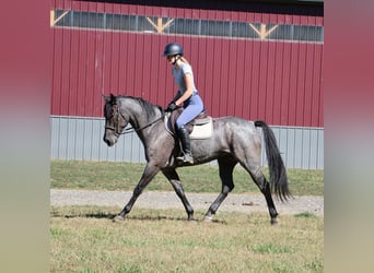 American Quarter Horse, Wałach, 6 lat, 155 cm, Karodereszowata