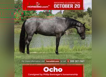 American Quarter Horse, Wałach, 6 lat, 155 cm, Karodereszowata