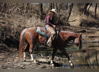 American Quarter Horse, Wałach, 6 lat, 155 cm, Kasztanowatodereszowata