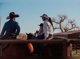 American Quarter Horse, Wałach, 6 lat, 155 cm, Siwa