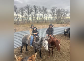 American Quarter Horse, Wałach, 6 lat, 155 cm, Siwa