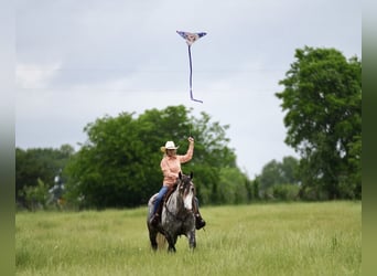 American Quarter Horse Mix, Wałach, 6 lat, 155 cm, Siwa