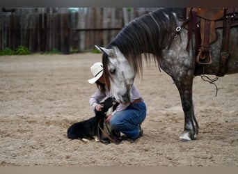 American Quarter Horse Mix, Wałach, 6 lat, 155 cm, Siwa