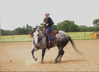 American Quarter Horse Mix, Wałach, 6 lat, 155 cm, Siwa