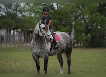 American Quarter Horse Mix, Wałach, 6 lat, 155 cm, Siwa