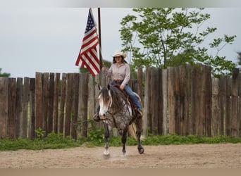 American Quarter Horse Mix, Wałach, 6 lat, 155 cm, Siwa