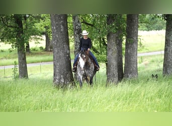 American Quarter Horse Mix, Wałach, 6 lat, 155 cm, Siwa