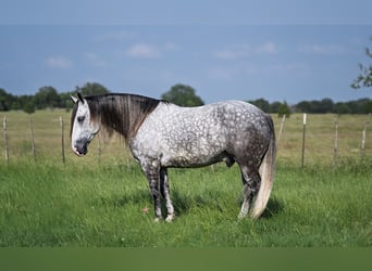 American Quarter Horse Mix, Wałach, 6 lat, 155 cm, Siwa