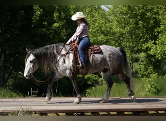 American Quarter Horse Mix, Wałach, 6 lat, 155 cm, Siwa