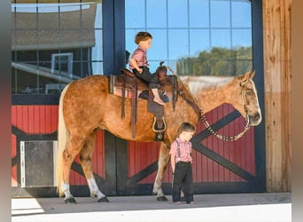 American Quarter Horse, Wałach, 6 lat, 155 cm