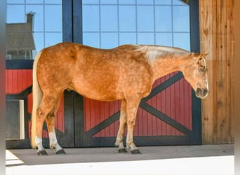 American Quarter Horse, Wałach, 6 lat, 155 cm
