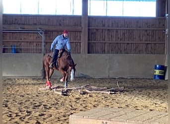American Quarter Horse, Wałach, 6 lat, 156 cm, Cisawa
